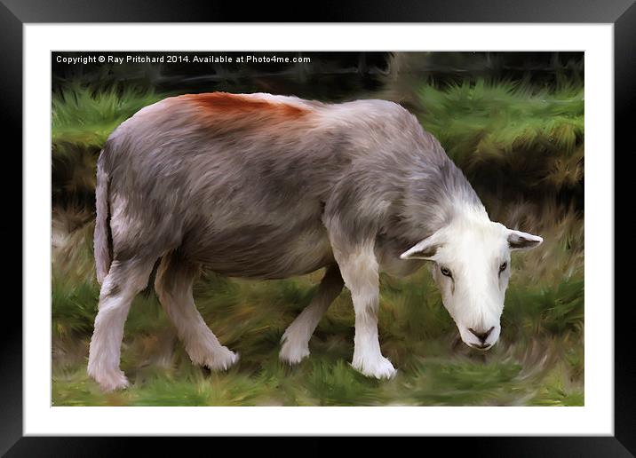 Herdwick Sheep Framed Mounted Print by Ray Pritchard