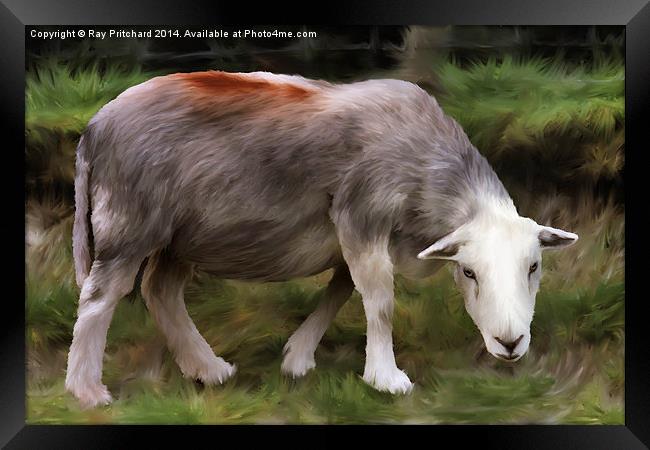 Herdwick Sheep Framed Print by Ray Pritchard