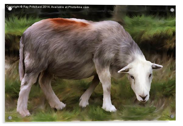 Herdwick Sheep Acrylic by Ray Pritchard