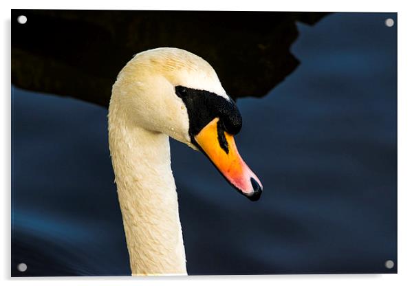 Swan Acrylic by Mark  Clair