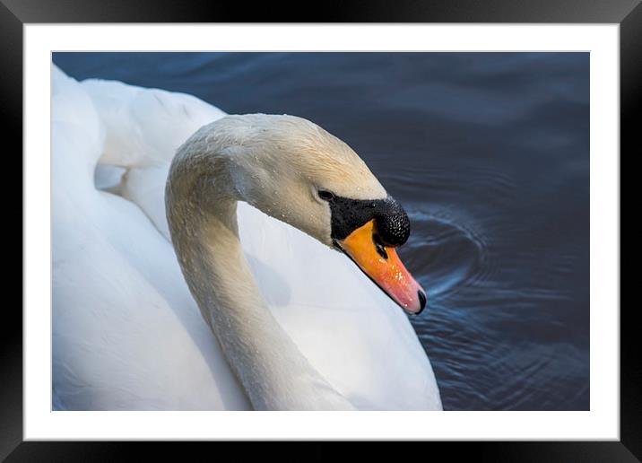 Swan Framed Mounted Print by Mark  Clair