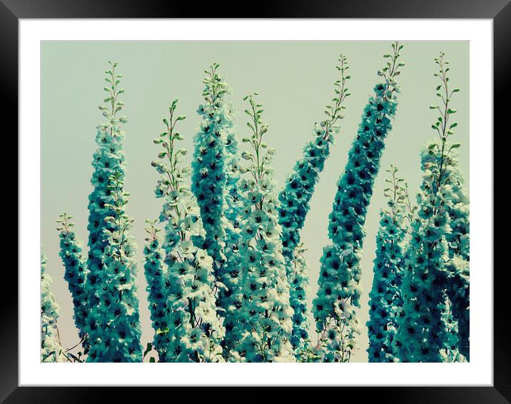 delphinium days Framed Mounted Print by Heather Newton