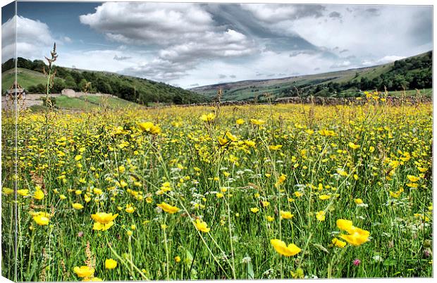 Dalescapes:  Gunnerside Buttercups Canvas Print by Sandi-Cockayne ADPS