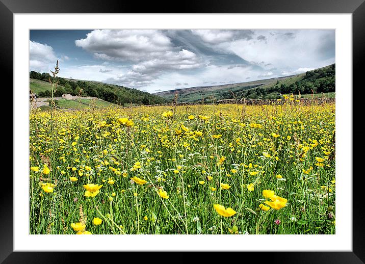 Dalescapes:  Gunnerside Buttercups Framed Mounted Print by Sandi-Cockayne ADPS