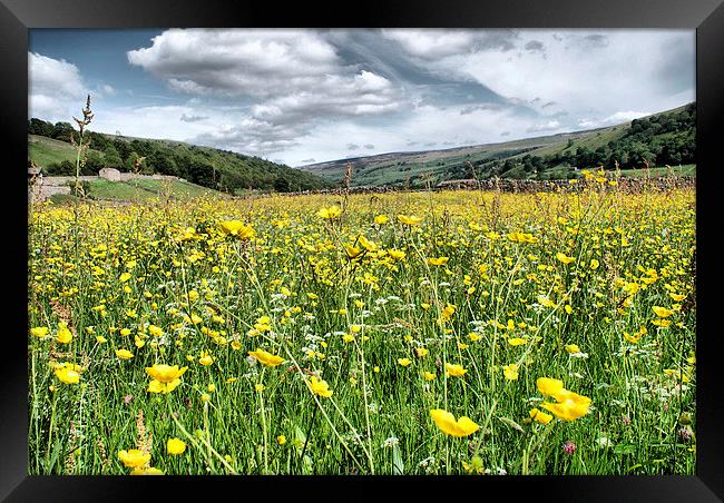Dalescapes:  Gunnerside Buttercups Framed Print by Sandi-Cockayne ADPS