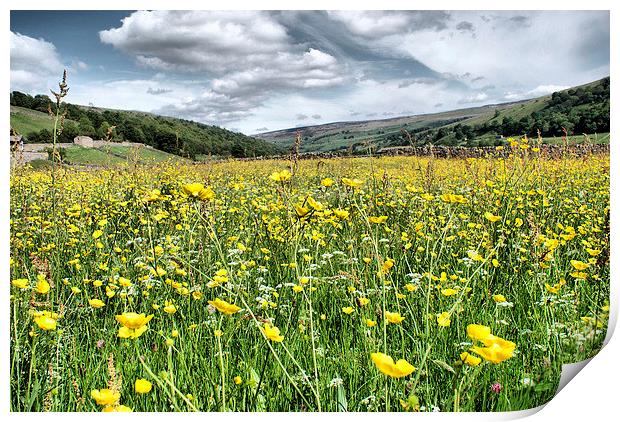 Dalescapes:  Gunnerside Buttercups Print by Sandi-Cockayne ADPS