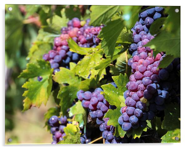 Grapes of Tuscany Acrylic by Laco Hubaty