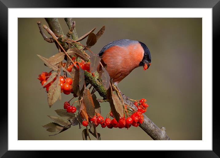 The Majestic male bullfinch Framed Mounted Print by Alan Tunnicliffe