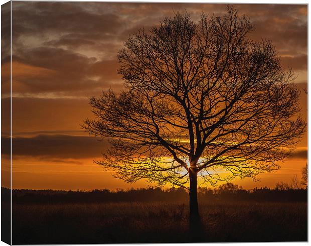 Sunrise on Cannock Chase Canvas Print by william peplow