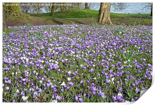 A Meadow full of crocusses Print by Frank Irwin