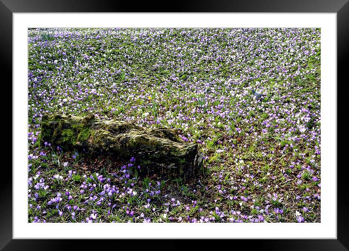 A Meadow full of crocusses Framed Mounted Print by Frank Irwin