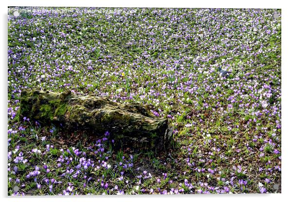 A Meadow full of crocusses Acrylic by Frank Irwin