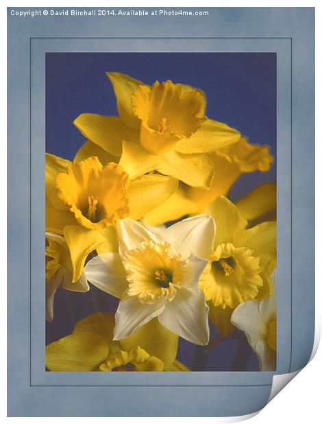 Daffodils Print by David Birchall