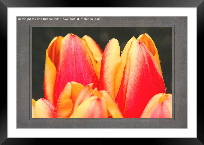 Tulips Framed Mounted Print by David Birchall
