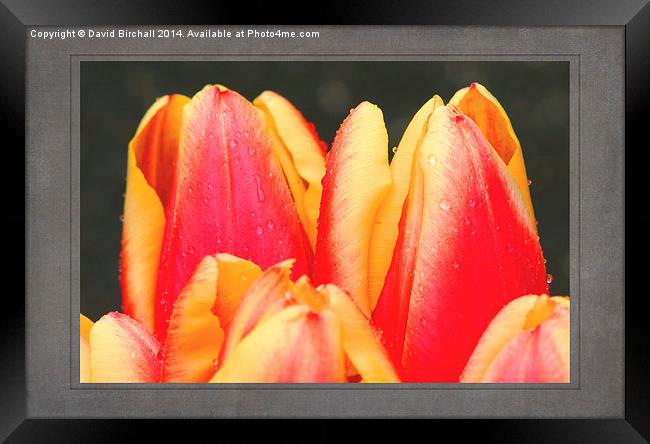 Tulips Framed Print by David Birchall