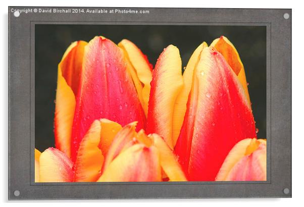 Tulips Acrylic by David Birchall
