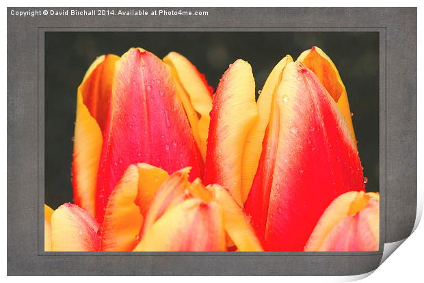 Tulips Print by David Birchall