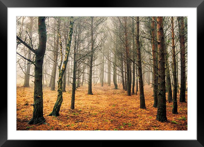 Ashdown Forest Framed Mounted Print by sam moore