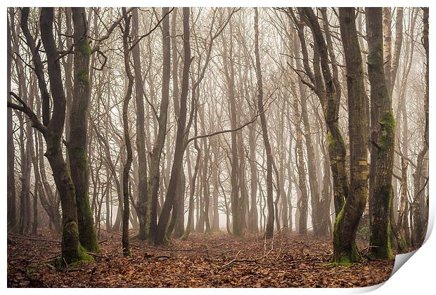 Ashdown Forest Print by sam moore