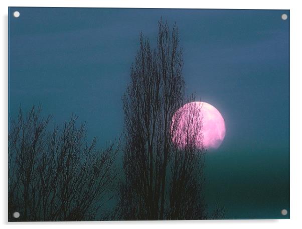 Pinky Moon Acrylic by Louise Godwin
