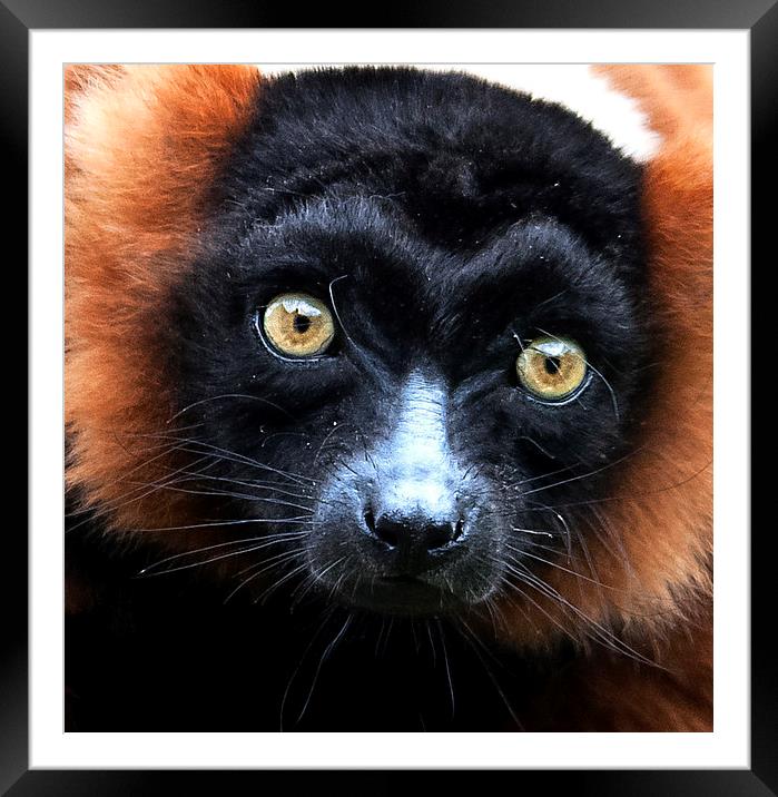 Red Ruffed Lemur Portrait Framed Mounted Print by Ian Lewis