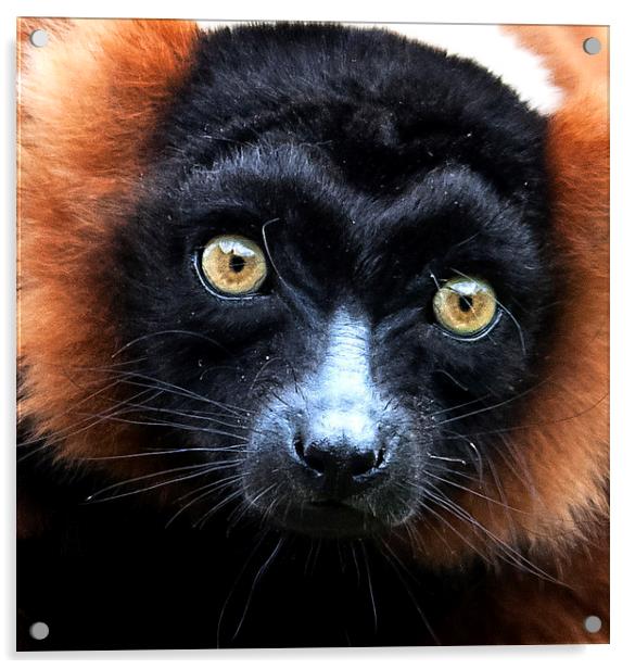 Red Ruffed Lemur Portrait Acrylic by Ian Lewis