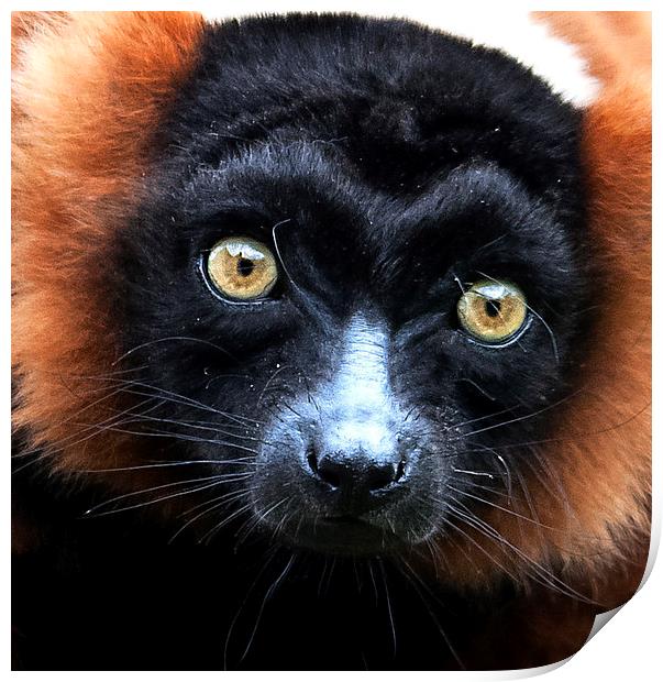 Red Ruffed Lemur Portrait Print by Ian Lewis