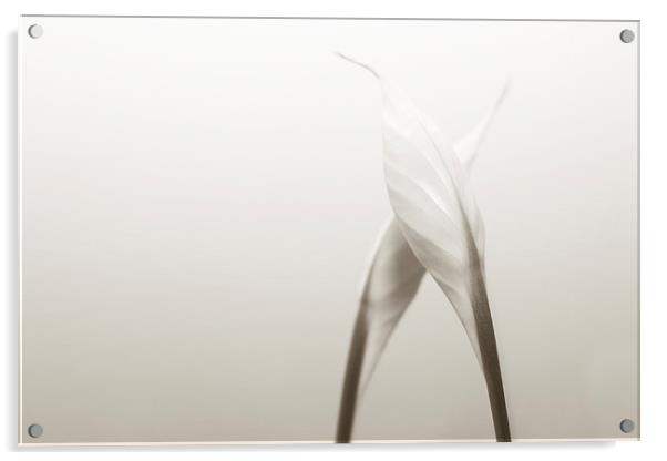 White lily Acrylic by Mariana Creanga