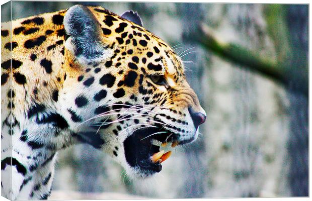 Chinese Leopard Canvas Print by Richard Cruttwell