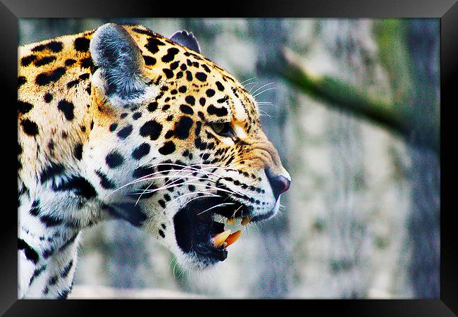 Chinese Leopard Framed Print by Richard Cruttwell