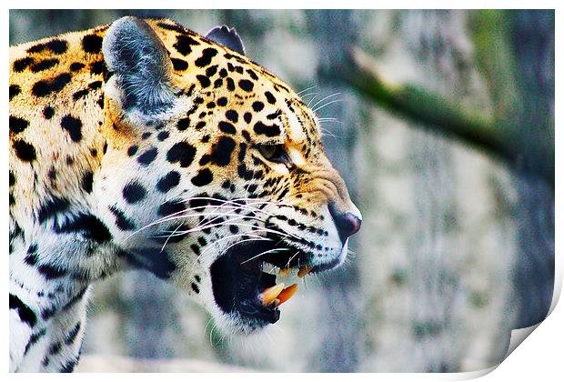 Chinese Leopard Print by Richard Cruttwell