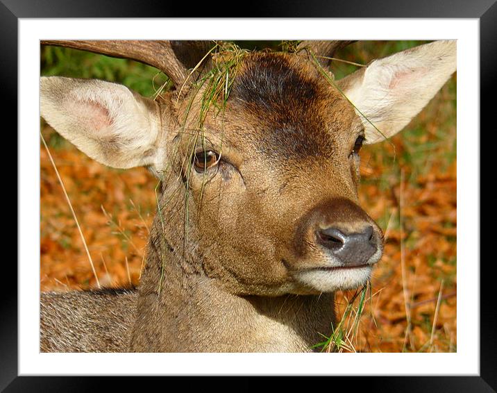 Well, Ill eat my hat! Framed Mounted Print by Wendy Williams CPAGB