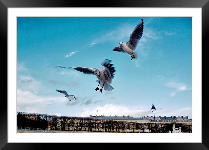 Seagulls in Paris Framed Mounted Print by Richard Cruttwell