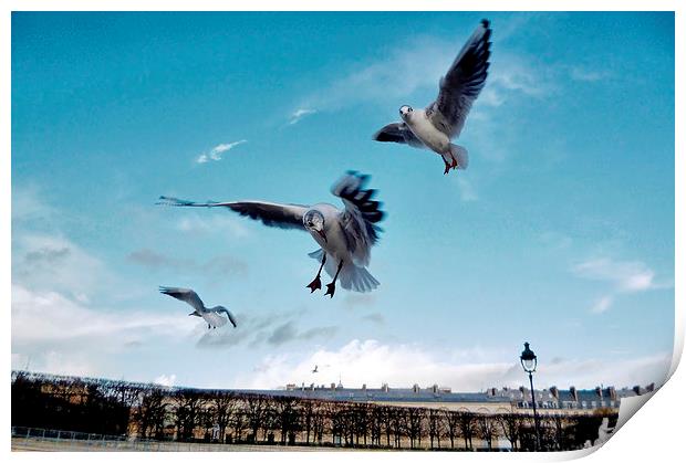 Seagulls in Paris Print by Richard Cruttwell