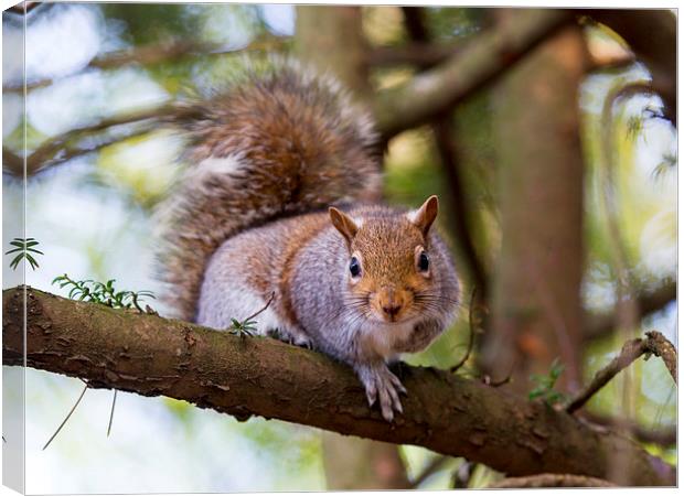 Squirrel Canvas Print by Keith Campbell
