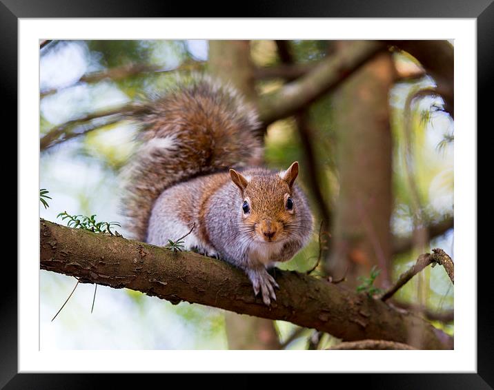 Squirrel Framed Mounted Print by Keith Campbell