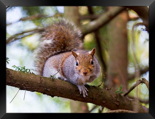 Squirrel Framed Print by Keith Campbell