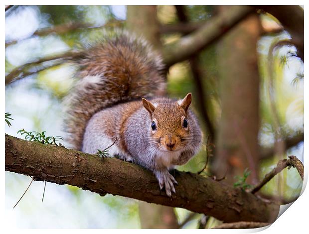 Squirrel Print by Keith Campbell