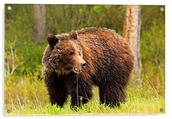 Grizzly Bear Acrylic by Stephen Stookey
