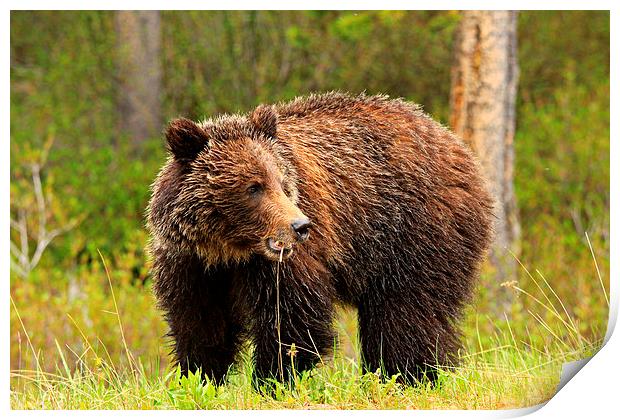 Grizzly Bear Print by Stephen Stookey