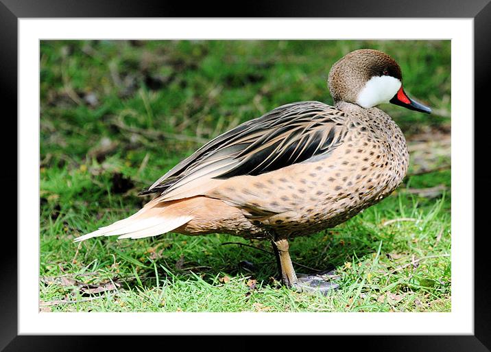 White Cheeked Pintail Framed Mounted Print by Ruth Hallam