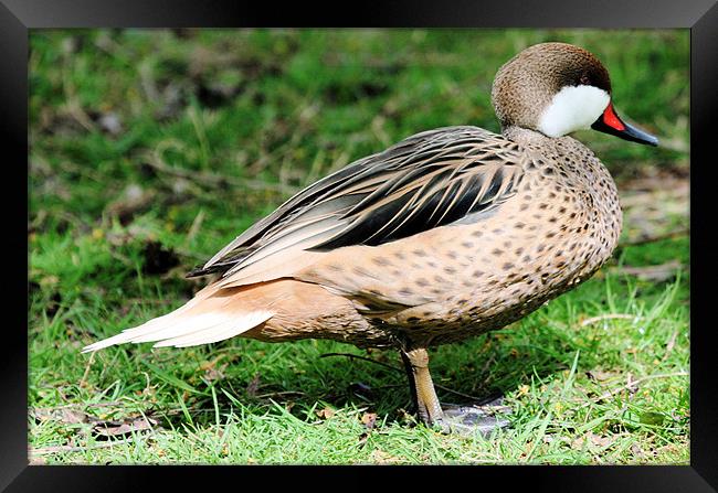 White Cheeked Pintail Framed Print by Ruth Hallam
