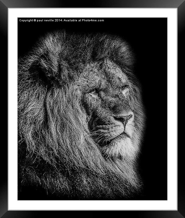 Male Lion Framed Mounted Print by paul neville