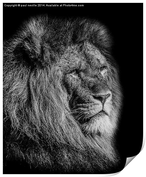 Male Lion Print by paul neville