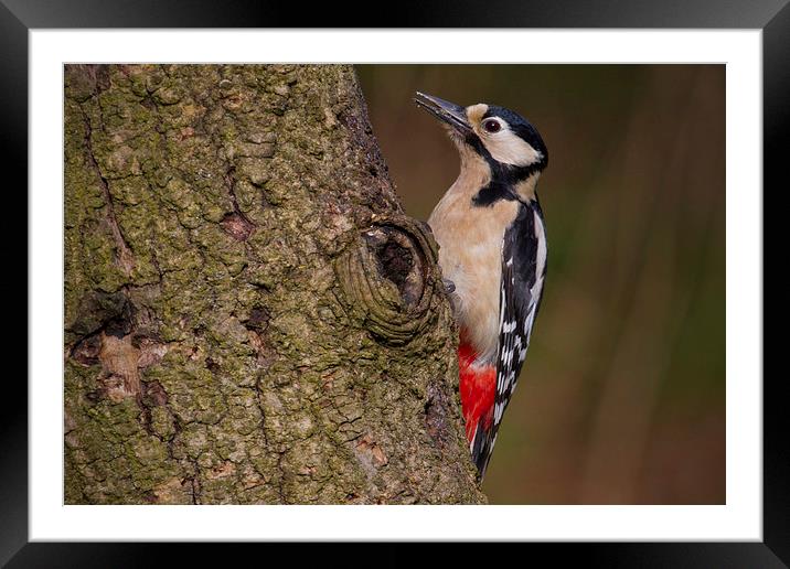 great spotted woodpecker Framed Mounted Print by Alan Tunnicliffe