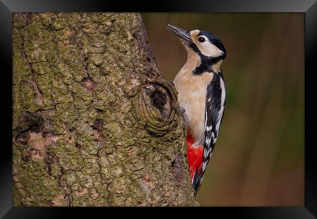 great spotted woodpecker Framed Print by Alan Tunnicliffe