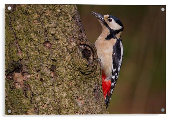 great spotted woodpecker Acrylic by Alan Tunnicliffe