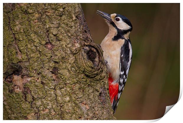 great spotted woodpecker Print by Alan Tunnicliffe
