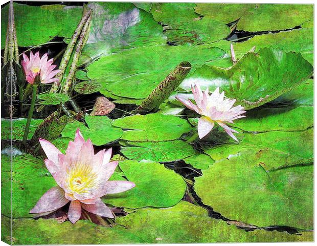 Waterlilies Canvas Print by Tammy Winand