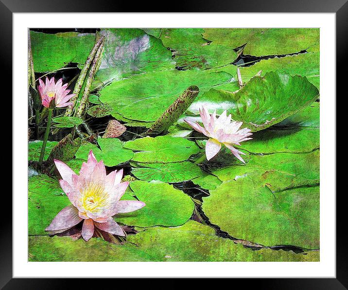Waterlilies Framed Mounted Print by Tammy Winand